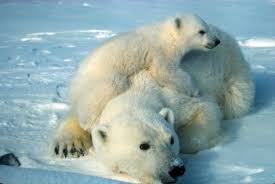Hoy se celebra el Día del Oso&nbsp;Polar