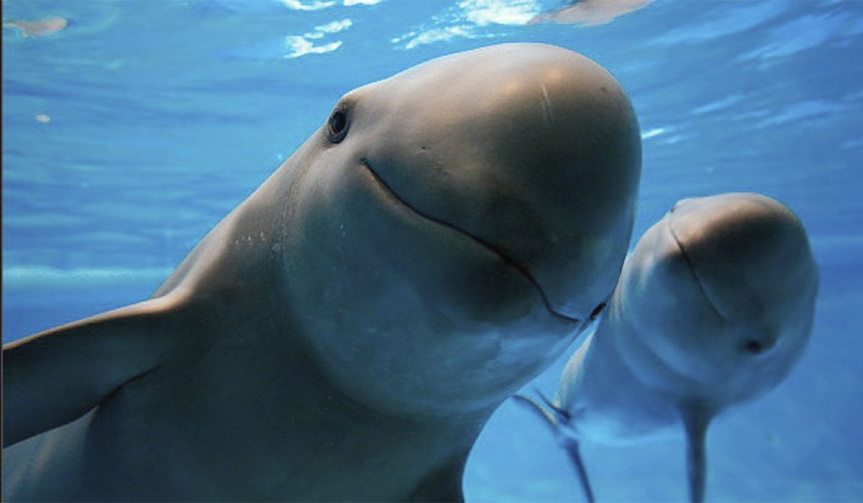 Desvíos millonarios alcanzan a programa de protección de la vaquita&nbsp;marina