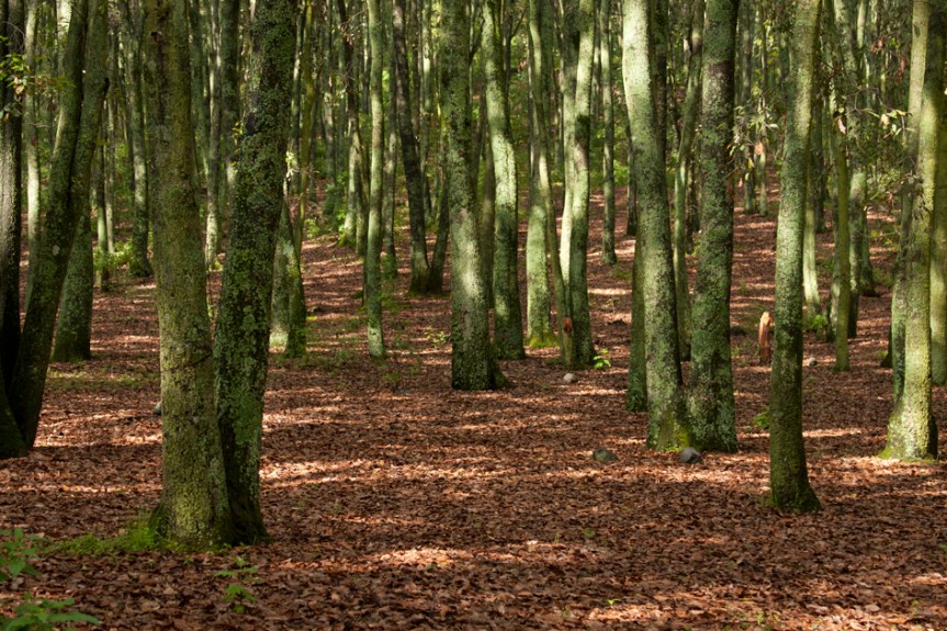 Bosques mexicanos, amenazados por la&nbsp;deforestación