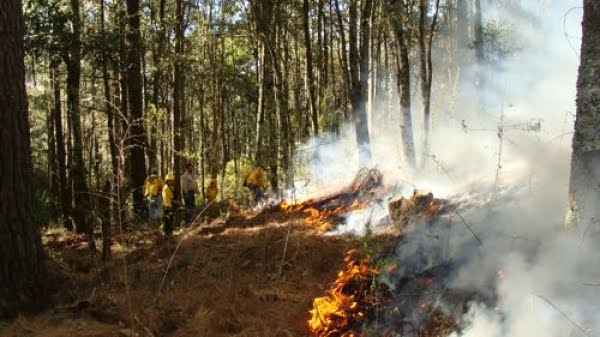 Provocados, todos los incendios forestales en&nbsp;Zacatecas