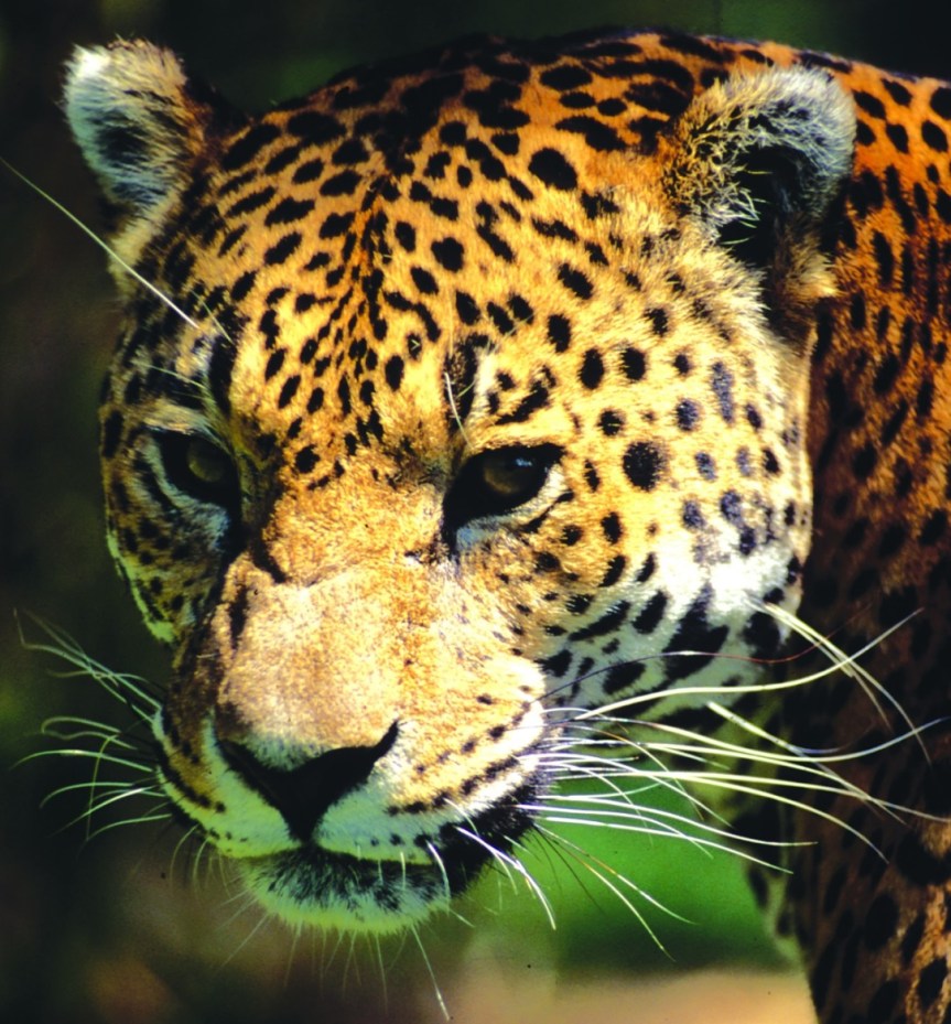 En riesgo, especies endémicas de&nbsp;México
