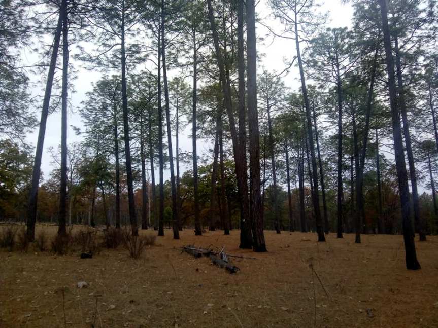 Se oponen regidores de Monte Escobedo a&nbsp;tala